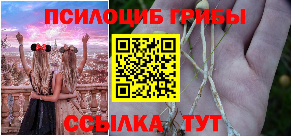 Галлюциногенные грибы Psilocybe Протвино